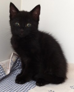 black cat Mayhew Animal Home charity.jpg black cat Mayhew Animal Home charity.jpg